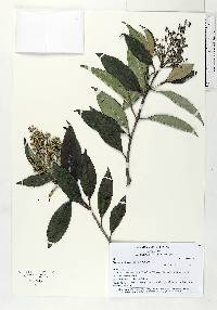 Miconia lutescens image