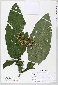 Solanum oblongifolium image