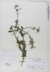 Chromolaena serratuloides image