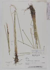 Eleocharis elegans image