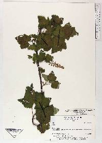 Ribes leptostachyum image