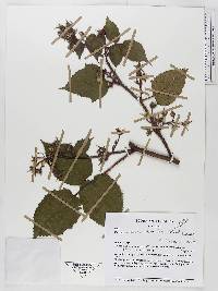 Rubus adenotrichos image