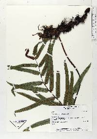 Serpocaulon sessilifolium image