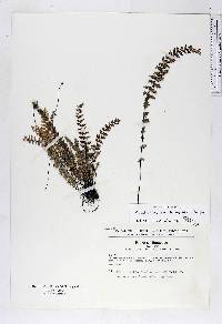 Myriopteris aurea image