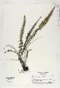 Myriopteris aurea image