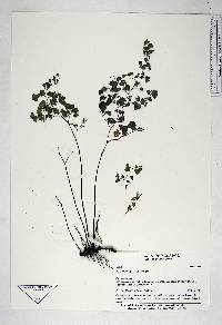 Adiantum poiretii image