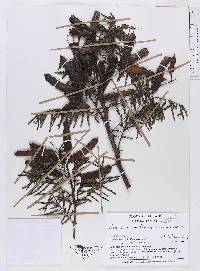 Mimosa townsendii image