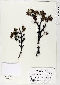 Brachyotum incrassatum image