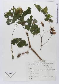 Begonia acerifolia image