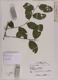 Celtis iguanaea image