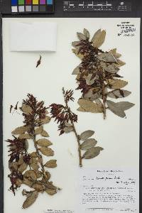 Ceratostema loranthiflorum image