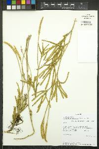 Diphasium jussiaei image