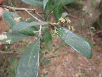 Daphnopsis macrophylla image