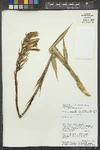 Pitcairnia pungens image