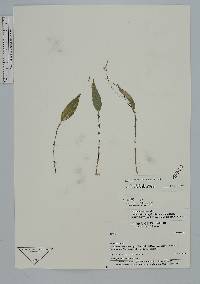 Lepanthes biloba image