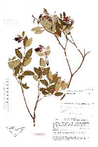 Brachyotum johannes-julii image