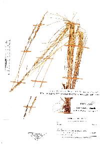 Festuca holubii image