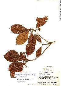 Stilpnophyllum oellgaardii image