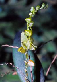 Stelis cajanumae image