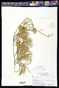 Diphasiastrum thyoides image