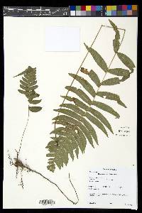 Blechnum occidentale image