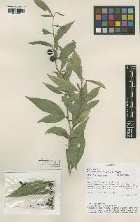 Solanum elvasioides image