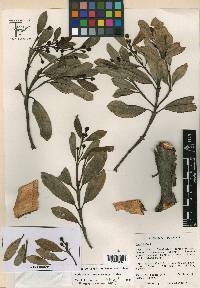 Hedyosmum purpurascens image