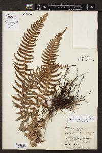 Blechnum appendiculatum image