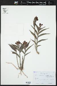 Elleanthus aurantiacus image