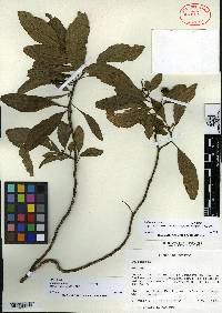 Solanum smithii image