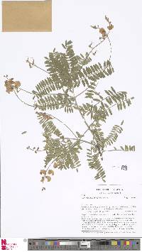 Coursetia grandiflora image