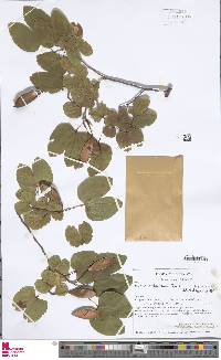 Bauhinia weberbaueri image