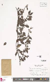 Muehlenbeckia tamnifolia image