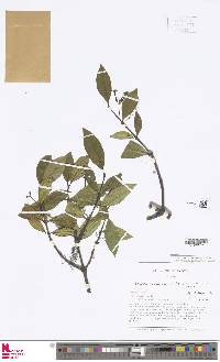 Faramea coerulescens image