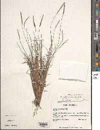 Schizachyrium tenerum image