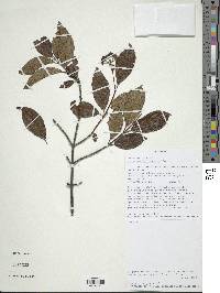 Viburnum triphyllum image