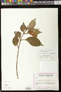 Kohleria affinis image