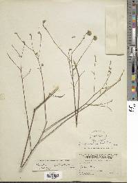 Dalea carthagenensis image