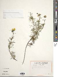 Coreopsis capillacea image