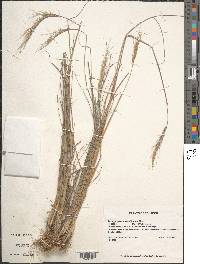 Trachypogon spicatus image