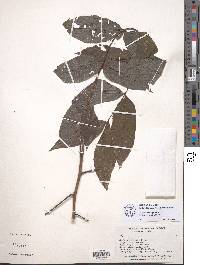 Juglans neotropica image