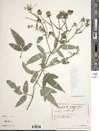 Bidens reptans image