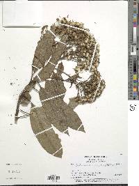 Pentacalia scitophylla image