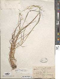 Agrostis perennans image