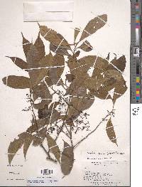 Ocotea cernua image