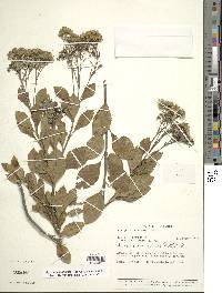 Ageratina fastigiata image