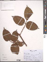 Rubus bogotensis image