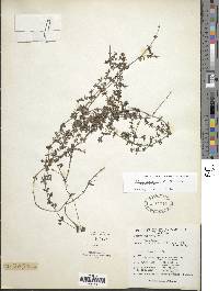 Galium hypocarpium image