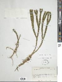 Phlegmariurus reflexus image