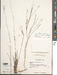 Schizachyrium sanguineum image